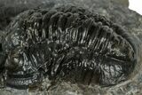 Bargain, Detailed Gerastos Trilobite Fossil - Morocco #311244-2